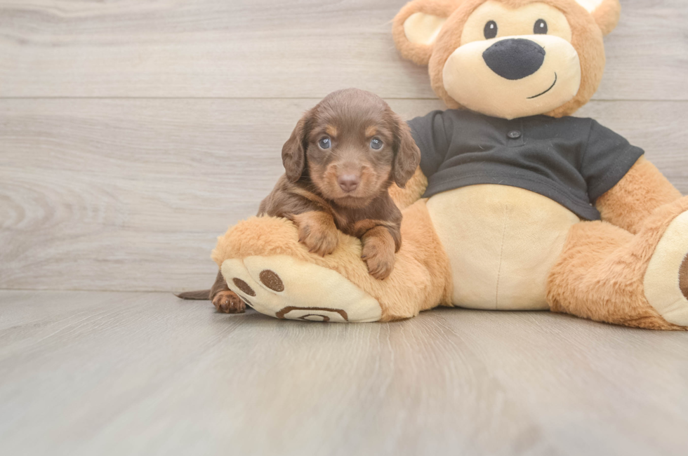 6 week old Dachshund Puppy For Sale - Lone Star Pups