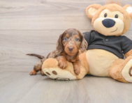 5 week old Dachshund Puppy For Sale - Lone Star Pups