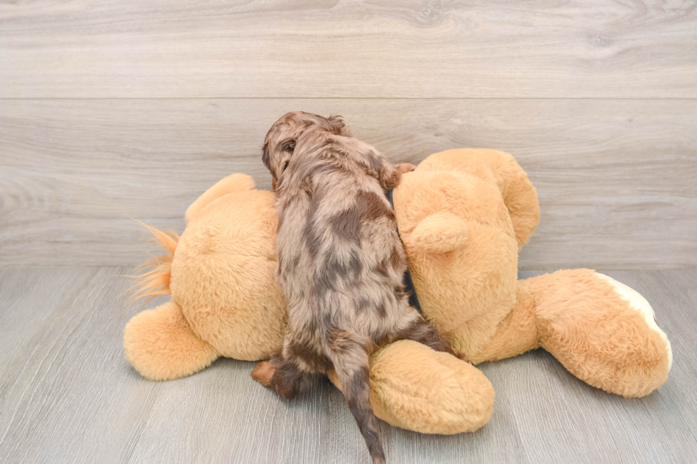 Cute Dachshund Purebred Pup
