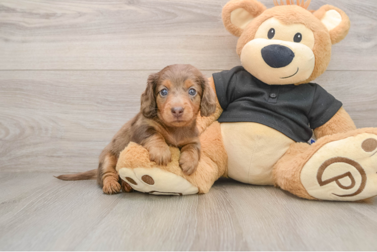 Cute Dachshund Purebred Pup