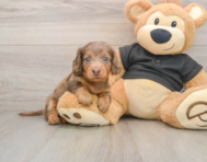 5 week old Dachshund Puppy For Sale - Lone Star Pups