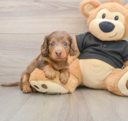 7 week old Dachshund Puppy For Sale - Lone Star Pups