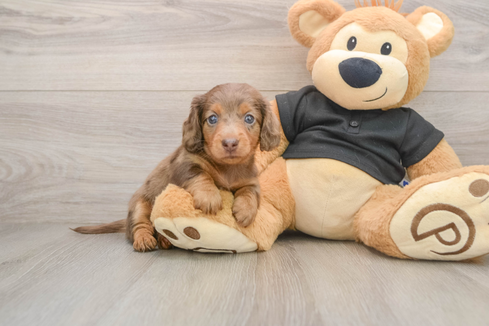 Cute Dachshund Purebred Pup