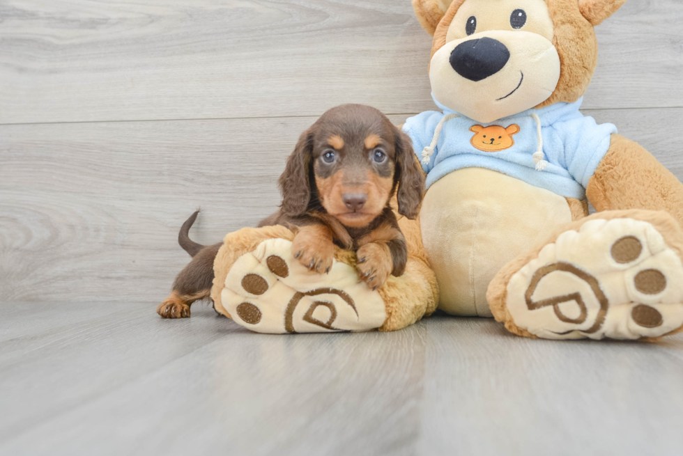 Dachshund Pup Being Cute