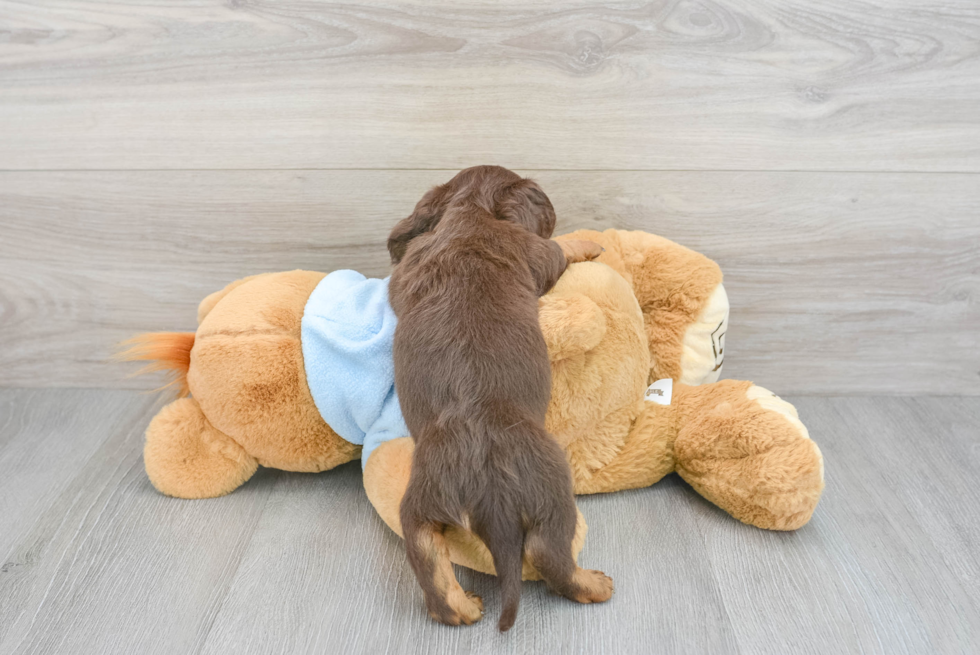 Dachshund Pup Being Cute