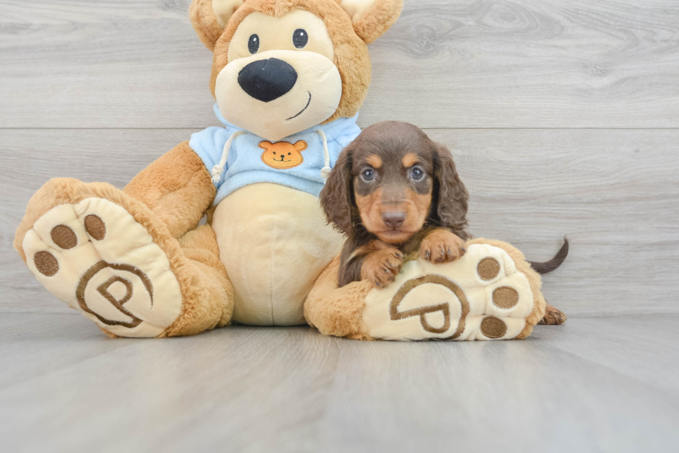 Dachshund Puppy for Adoption