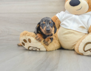 6 week old Dachshund Puppy For Sale - Lone Star Pups