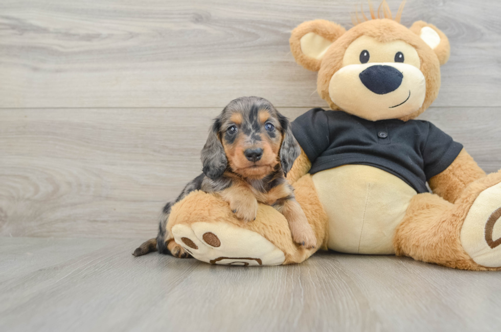 6 week old Dachshund Puppy For Sale - Lone Star Pups