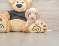 5 week old Dachshund Puppy For Sale - Lone Star Pups