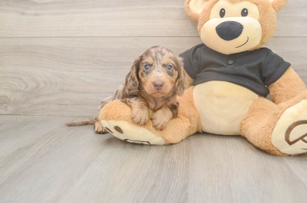 5 week old Dachshund Puppy For Sale - Lone Star Pups