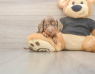 6 week old Dachshund Puppy For Sale - Lone Star Pups