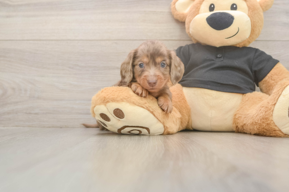 5 week old Dachshund Puppy For Sale - Lone Star Pups