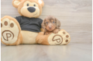 Cute Dachshund Purebred Pup