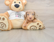 5 week old Dachshund Puppy For Sale - Lone Star Pups