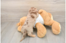 Cute Dachshund Purebred Pup