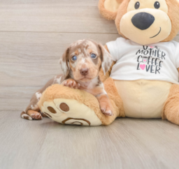 5 week old Dachshund Puppy For Sale - Lone Star Pups