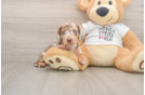 Best Dachshund Baby