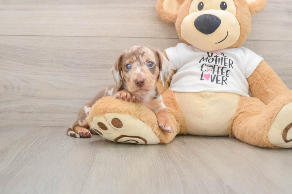 Best Dachshund Baby