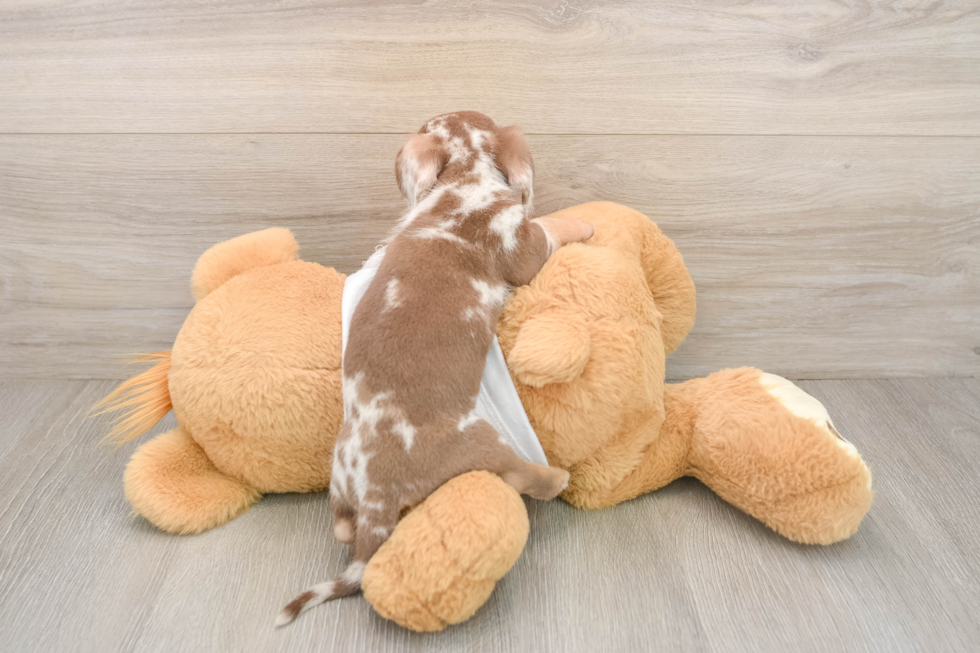 Dachshund Pup Being Cute