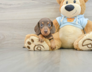 5 week old Dachshund Puppy For Sale - Lone Star Pups