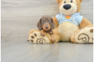 Cute Doxie Purebred Puppy