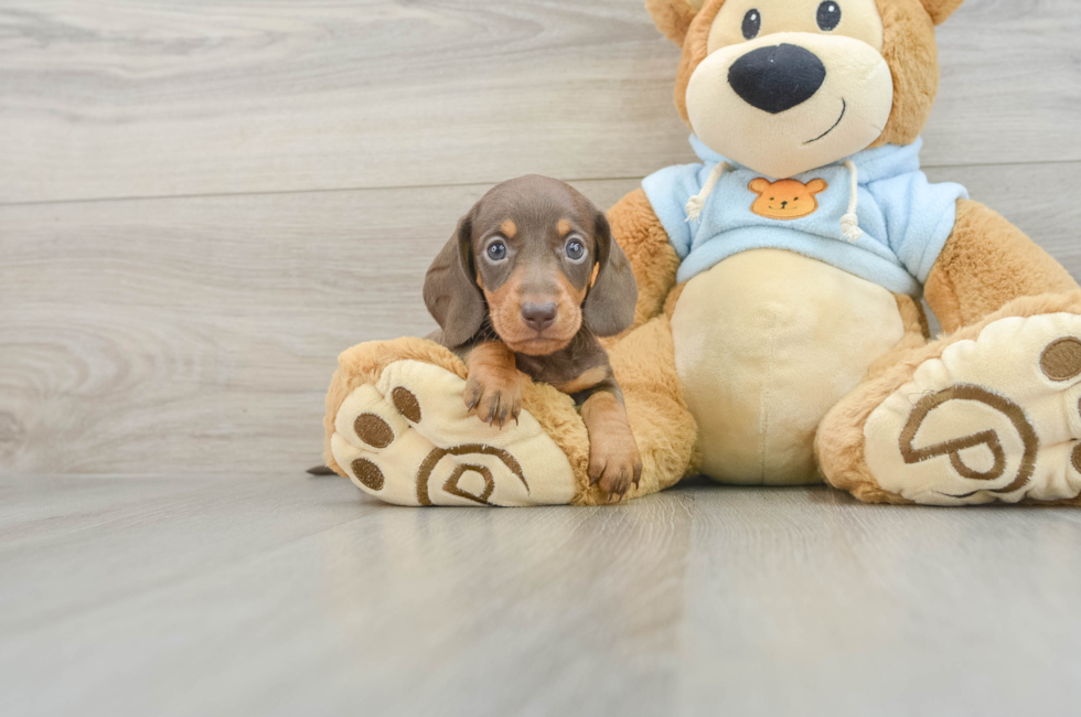 5 week old Dachshund Puppy For Sale - Lone Star Pups