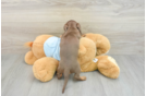 Cute Dachshund Baby