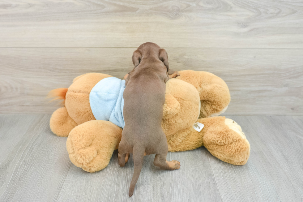 Cute Dachshund Baby