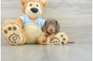 Cute Doxie Purebred Puppy