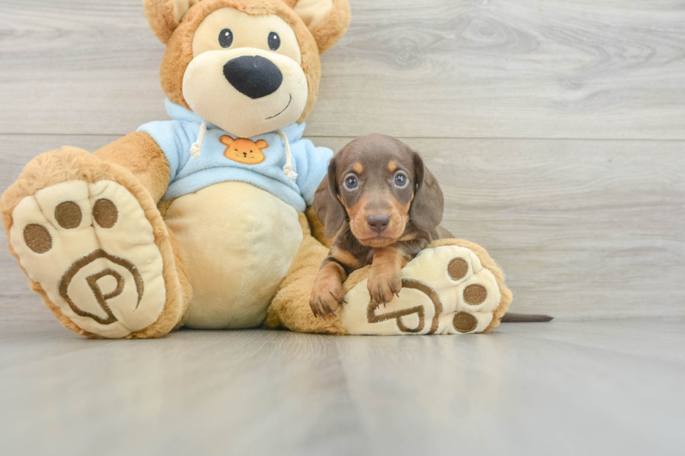 Cute Doxie Purebred Puppy