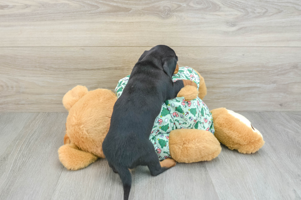 Best Dachshund Baby