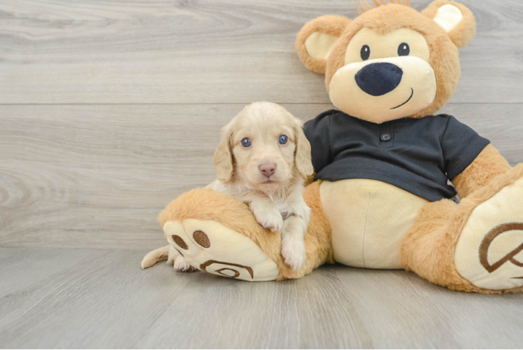 Cute Doxie Purebred Puppy