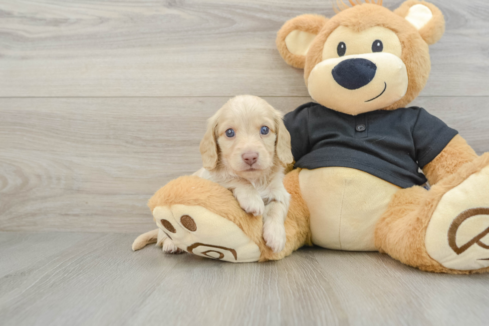 Cute Doxie Purebred Puppy
