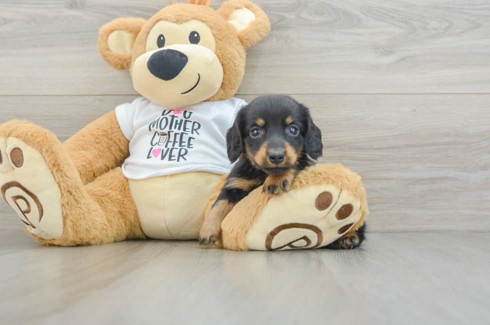 6 week old Dachshund Puppy For Sale - Lone Star Pups