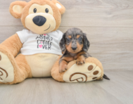 6 week old Dachshund Puppy For Sale - Lone Star Pups