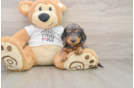 Cute Doxie Purebred Puppy