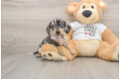 Cute Dachshund Baby