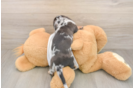 Cute Dachshund Purebred Pup