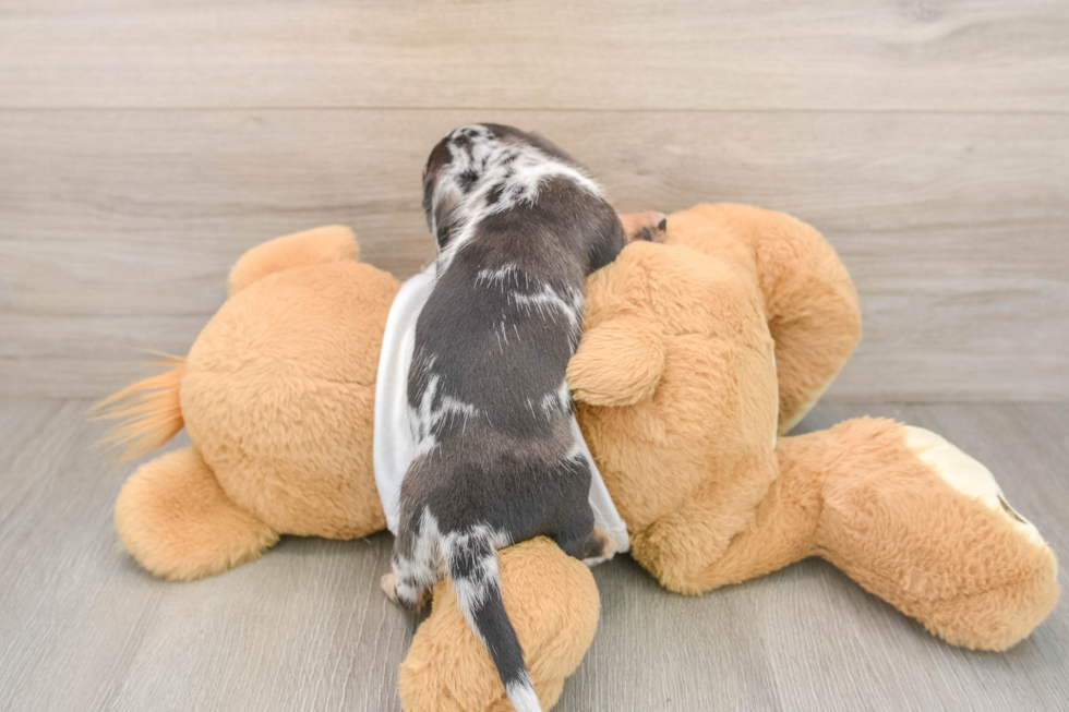 Cute Dachshund Purebred Pup
