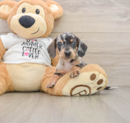 5 week old Dachshund Puppy For Sale - Lone Star Pups