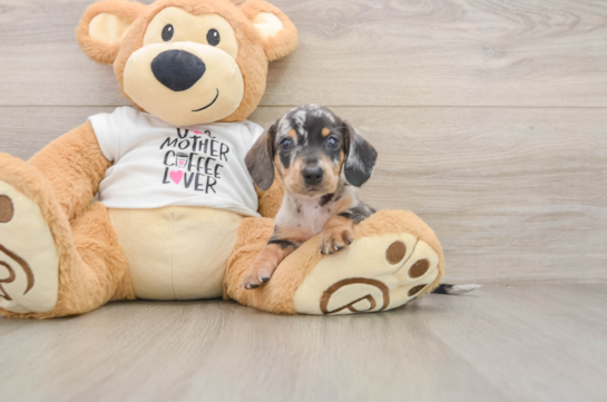 Cute Dachshund Baby