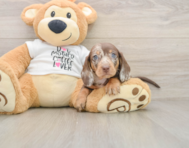 6 week old Dachshund Puppy For Sale - Lone Star Pups