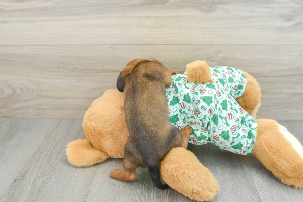 Cute Dachshund Purebred Pup