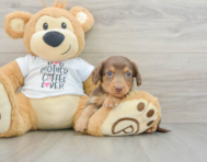 7 week old Dachshund Puppy For Sale - Lone Star Pups