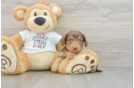 Cute Dachshund Baby