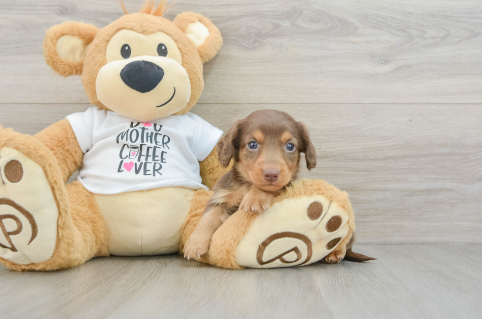 6 week old Dachshund Puppy For Sale - Lone Star Pups