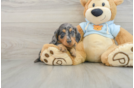 Best Dachshund Baby