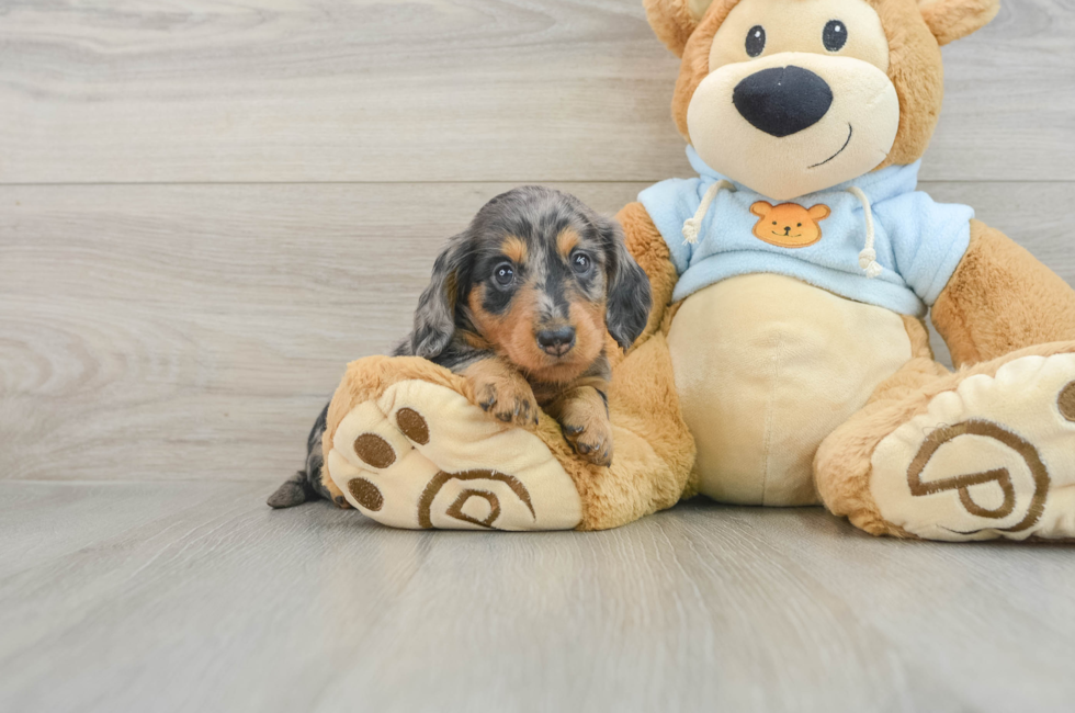 6 week old Dachshund Puppy For Sale - Lone Star Pups