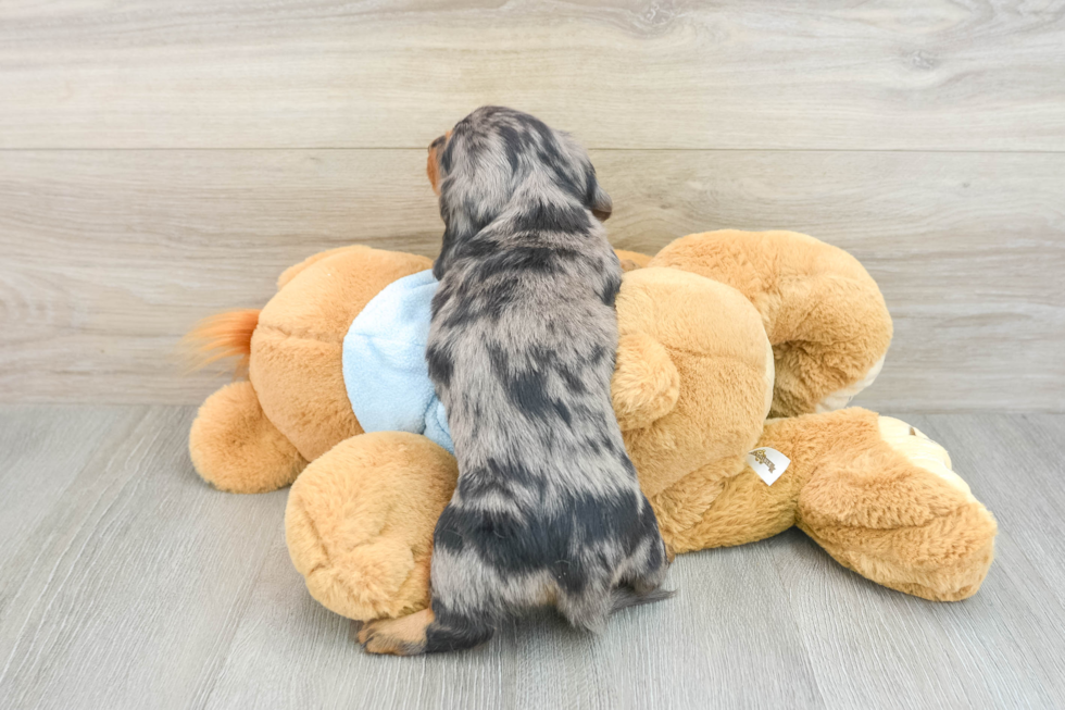 Cute Dachshund Baby