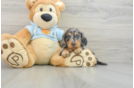 Cute Dachshund Purebred Pup